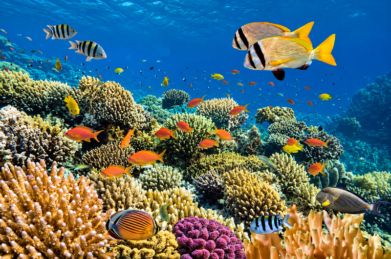 The Red Sea Beneath the Surface